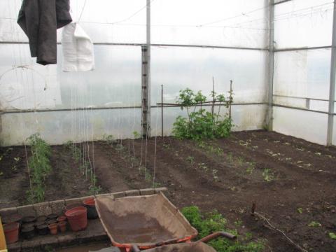 Aspeto geral das culturas sob abrigo (estufa): tomate, pepino, beringela, courgette, alface e feijão verde.